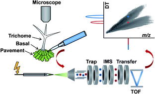 Graphical abstract: In Situ metabolic analysis of single plant cells by capillary microsampling and electrospray ionization mass spectrometry with ion mobility separation