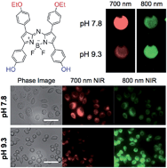 Graphical abstract: Hydroxylated near-infrared BODIPY fluorophores as intracellular pH sensors