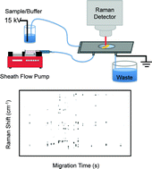 Graphical abstract: Online SERS detection of the 20 proteinogenic l-amino acids separated by capillary zone electrophoresis
