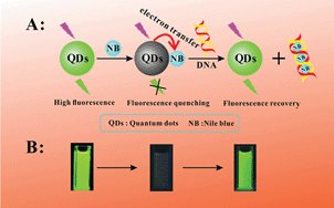 Graphical abstract: Detection of DNA using an “off-on” switch of a regenerating biosensor based on an electron transfer mechanism from glutathione-capped CdTe quantum dots to nile blue