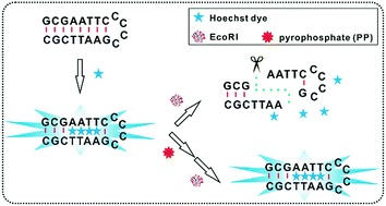 Graphical abstract: DNA-hosted Hoechst dyes: application for label-free fluorescent monitoring of endonuclease activity and inhibition