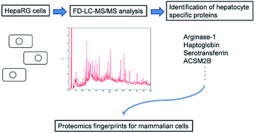 Graphical abstract: A trial proteomics fingerprint analysis of HepaRG cells by FD-LC-MS/MS