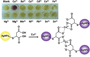 Graphical abstract: Sensitive and selective colorimetric detection of Cu2+ in aqueous medium via aggregation of thiomalic acid functionalized Ag nanoparticles
