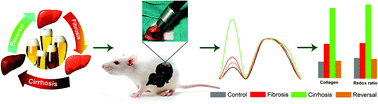Graphical abstract: Optical diagnosis of the progression and reversal of CCl4-induced liver injury in rodent model using minimally invasive autofluorescence spectroscopy