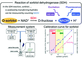 Graphical abstract: A fiber-optic sorbitol biosensor based on NADH fluorescence detection toward rapid diagnosis of diabetic complications