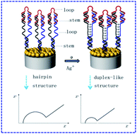 Graphical abstract: Sensitive impedimetric biosensor based on duplex-like DNA scaffolds and ordered mesoporous carbon nitride for silver(i) ion detection