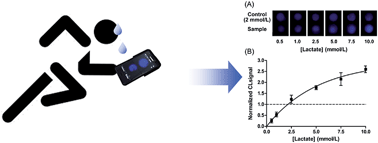 Graphical abstract: A 3D-printed device for a smartphone-based chemiluminescence biosensor for lactate in oral fluid and sweat