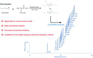 Graphical abstract: A novel amino acid analysis method using derivatization of multiple functional groups followed by liquid chromatography/tandem mass spectrometry