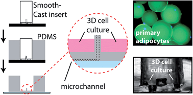 Graphical abstract: A microfluidic interface for the culture and sampling of adiponectin from primary adipocytes