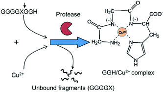 Graphical abstract: Quantitative serine protease assays based on formation of copper(ii)–oligopeptide complexes