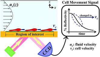 Graphical abstract: Evaluation of agglutination strength by a flow-induced cell movement assay based surface plasmon resonance (SPR) technique