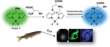 Graphical abstract: Ratiometric fluorescence detection of cysteine and homocysteine with a BODIPY dye by mimicking the native chemical ligation