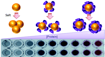 Graphical abstract: An instantaneous colorimetric protein assay based on spontaneous formation of a protein corona on gold nanoparticles