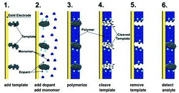 Graphical abstract: Design of molecularly imprinted conducting polymer protein-sensing films via substrate–dopant binding