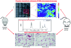 Graphical abstract: FTIR imaging of structural changes in visceral and subcutaneous adiposity and brown to white adipocyte transdifferentiation