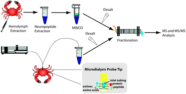 Graphical abstract: Mass spectrometric measurement of neuropeptide secretion in the crab, Cancer borealis, by in vivo microdialysis