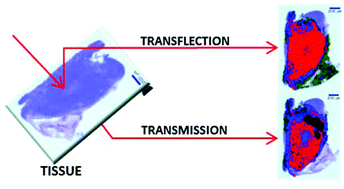 Graphical abstract: Comparison of transflection and transmission FTIR imaging measurements performed on differentially fixed tissue sections