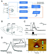 Graphical abstract: Striatal dopamine release in a schizophrenia mouse model measured by electrochemical amperometry in vivo