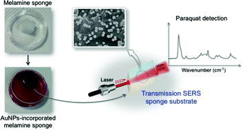 Graphical abstract: A Au nanoparticle-incorporated sponge as a versatile transmission surface-enhanced Raman scattering substrate