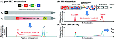 Graphical abstract: Pre-equilibration kinetic size-exclusion chromatography with mass spectrometry detection (peKSEC-MS) for label-free solution-based kinetic analysis of protein–small molecule interactions