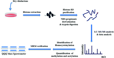 Graphical abstract: Crosstalk of homocysteinylation, methylation and acetylation on histone H3