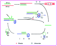 Graphical abstract: A G-quadruplex DNAzyme chemiluminescence aptasensor based on the target triggered DNA recycling for sensitive detection of adenosine