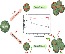 Graphical abstract: Subnanomolar detection of ochratoxin A using aptamer-attached silver nanoparticles and surface-enhanced Raman scattering