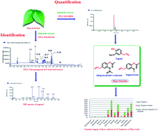 Graphical abstract: A rapid analytical method for characterization and simultaneous quantitative determination of phytoconstituents in Piper betle landraces using UPLC-ESI-MS/MS