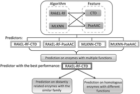 Graphical abstract: Classification of multi-family enzymes by multi-label machine learning and sequence-based descriptors