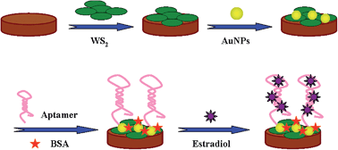 Graphical abstract: A novel aptamer sensor based on layered tungsten disulfide nanosheets and Au nanoparticles amplification for 17β-estradiol detection