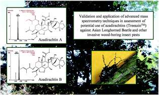 Graphical abstract: Application of liquid chromatography/mass spectrometry in assessment of potential use of azadirachtins (TreeAzin™) against Asian longhorned beetle