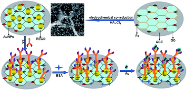 Graphical abstract: Electrochemical co-reduction synthesis of Au/ferrocene–graphene nanocomposites and their application in an electrochemical immunosensor of a breast cancer biomarker