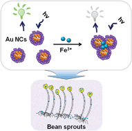Graphical abstract: A fluorescent probe for sensing ferric ions in bean sprouts based on l-histidine-stabilized gold nanoclusters