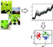 Graphical abstract: Near infrared reflectance spectrometry classification of lettuce using linear discriminant analysis