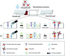 Graphical abstract: Economical and rapid manufacturing of lateral flow immunosensor using fountain pens and gold colloidal solution