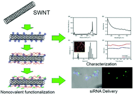 Graphical abstract: Pancreatic cancer gene therapy using an siRNA-functionalized single walled carbon nanotubes (SWNTs) nanoplex