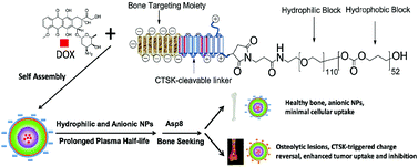 Graphical abstract: Peptide decoration of nanovehicles to achieve active targeting and pathology-responsive cellular uptake for bone metastasis chemotherapy