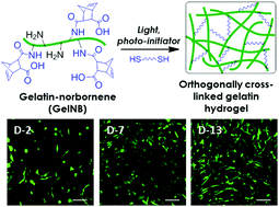 Graphical abstract: Gelatin hydrogels formed by orthogonal thiol–norbornene photochemistry for cell encapsulation