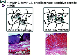 Graphical abstract: Evaluation of MMP substrate concentration and specificity for neovascularization of hydrogel scaffolds