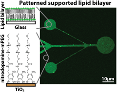 Graphical abstract: Patterning of supported lipid bilayers and proteins using material selective nitrodopamine-mPEG