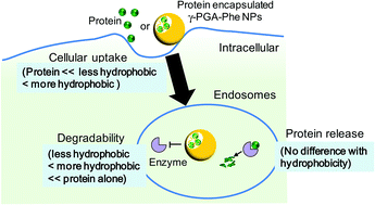 Graphical abstract: The hydrophobic effect of nanoparticles composed of amphiphilic poly(γ-glutamic acid) on the degradability of the encapsulated proteins