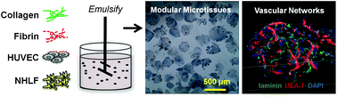 Graphical abstract: Vasculogenesis and angiogenesis in modular collagen–fibrin microtissues