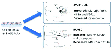 Graphical abstract: The effect of methacrylic acid in smooth coatings on dTHP1 and HUVEC gene expression