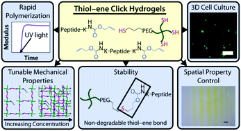 Graphical abstract: Design of thiol–ene photoclick hydrogels using facile techniques for cell culture applications