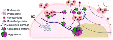 Graphical abstract: Enhanced proteotoxic stress: one of the contributors for hyperthermic potentiation of the proteasome inhibitor bortezomib using magnetic nanoparticles