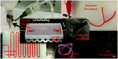Graphical abstract: In vitro study of directly bioprinted perfusable vasculature conduits