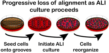 Graphical abstract: Topographically grooved gel inserts for aligning epithelial cells during air–liquid-interface culture