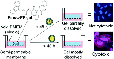 Graphical abstract: Dissolution and degradation of Fmoc-diphenylalanine self-assembled gels results in necrosis at high concentrations in vitro