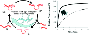 Graphical abstract: Enhancement of deoxyribozyme activity by cationic copolymers