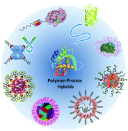Graphical abstract: Protein–polymer therapeutics: a macromolecular perspective